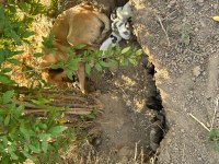 Lütfen yavru köpekleri sahiplenelim