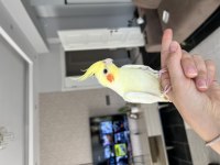 Lutino 2 aylık ele alışkın sultan papağanı