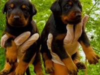 Doberman yavrularımız