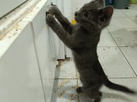 2.5 aylık erkek russian blue