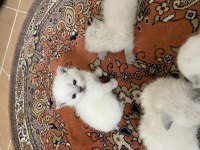 45 GÜNLÜK KEDİLERİMİZİ SAHİPLENDİRME