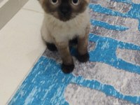 Yavru Scottish oyuncu kedi