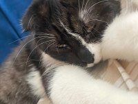 9 Aylık scottish fold Oğlum yuva arıyor