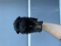 A kalite sağlıklı uygun pomeranian