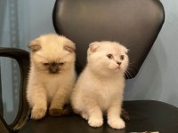 Scottish fold kediler