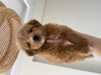 party color maltipoo