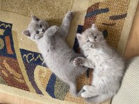 Sevimli british shorthair yavrularımız (erkek)