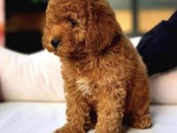 Maltipoo bebek köpekler