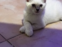 İnanılmaz oyuncu british shorthair