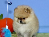 TEDDY BEAR POMERANİAN YAVRULARI
