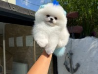 Pomeranian