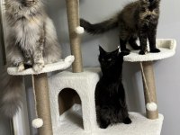 Ayşe arık line maine coon