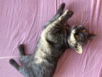 British shorthair dişi kedimiz