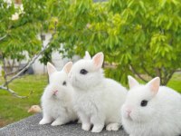 Hollanda cüce (cüce tavşan) - Hotot (sürmeli)