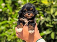 Tatlı maltipoo yavrumuz