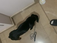 Yetiştirilmiş doberman köpeği