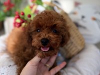 Kore poodle 3 aylık