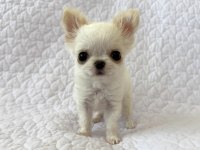Veteriner Kontrollü Chihuahua Yavrularımız