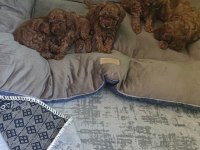 A kalite toy poodle yavrularımız