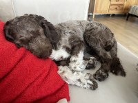EĞİTİMLİ DİŞİ LAGOTTO