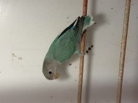 BEBEK SEVDA PAPAĞANLARI