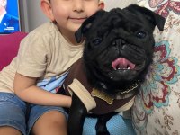 neşe kaynağımız çocuğumuz pug