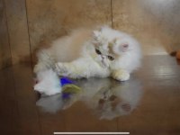 Exotic longhair mavi ve göz ve odd eyes taşıyıcı