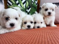 Orjinal maltese terrier yavrular
