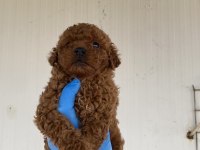 Red Brown Şecereli Toy Poodle Yavrular