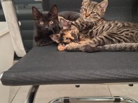 ACİL YUVA KEDİMİZE