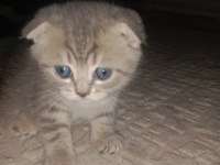 Minik scottish fold yavrularına ömürlük yuva