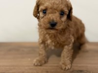 Tarifsiz sevgi toy poodle yavrularım