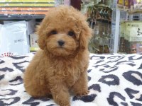 Toy Poodle Yavruları