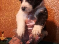 SİYAH BEYAZ VE BLACK AND TAN BORDER COLLİE YAVRULAR