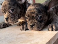 French bulldog merle dişi ve erkek yavrular