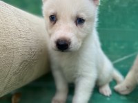 Sibirya kurdu (husky) yavrularımız