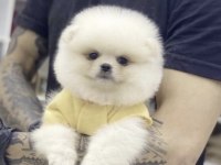 Pomeranian Boo Köpeği