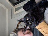 En güncel şampiyonluklarla benim maine coon devlerim