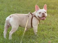 Şehir değişikliği nedeniyle sahiplendirilecek french bulldog