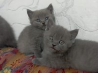 Yeni yuvalarını gitmeye hazır british shorthair