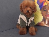 Toy poodle erkek yavru kedimiz