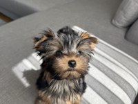Ev doğumlu micro teacup boy yorkshire terrier