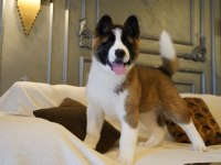 %100 Akita  Inu Yavruları  Üst Kalite