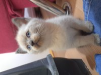 British shorthair ve scottish blue point yavrular