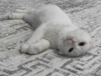 10 aylık dişi scottish fold