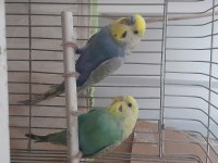 Rainbow muhabbet kuşu sağlıklı kuşlar