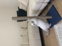British longhair erkek