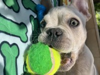 1 Yaşında French Bulldog Çipli