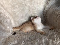 British shorthair golden oğlumuz