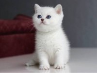 3 Aylık British Shorthair